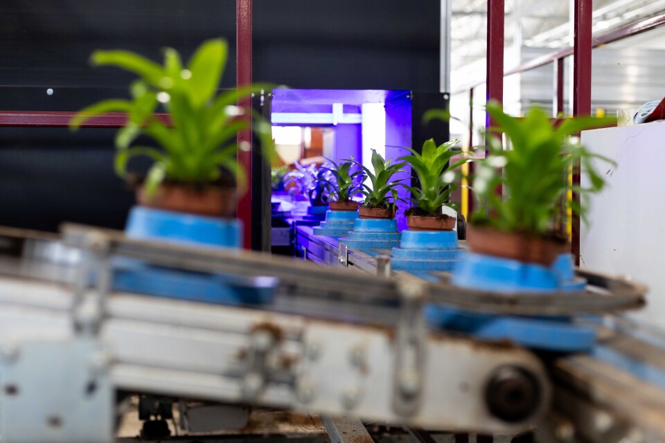 LKP bromelia kwaliteitscontrole