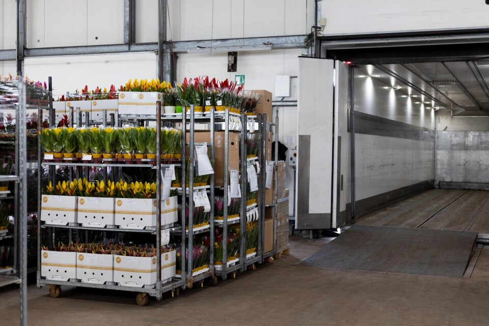 LKP bromelia klaar voor afleveren