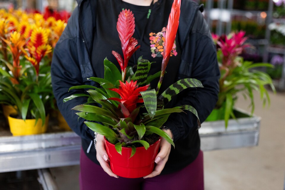 LKP bromelia schalen